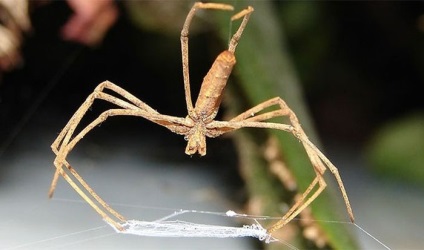 Fapte curioase despre păianjeni (25 fotografii) - trinitate