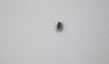 Fapte curioase despre păianjeni (25 fotografii) - trinitate