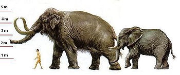 Mammoth este