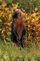 Urșii din Kamchatka