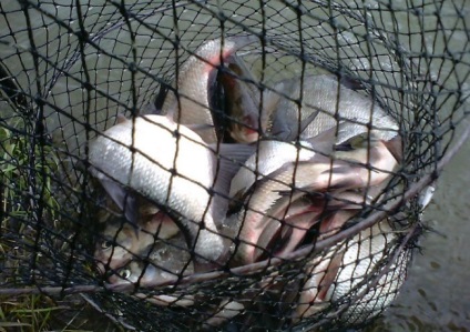 Mega amestec de orz de captură pentru prinderea peștilor pașnici, master-fisher