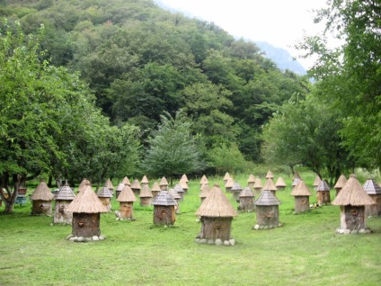 Locul pentru mărimea apiarară, aranjament, stupină în pădure, în pod