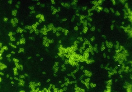 Prietenii microscopici - o persoană, un telegraf, în întreaga lume