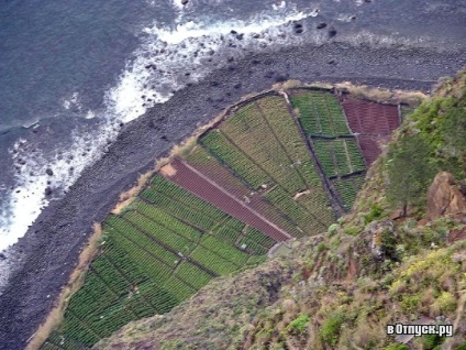 Cape kabu-fat (cabo girao) leírás és fényképek