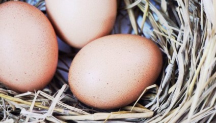 Puii pot transporta ouă fără cocoș