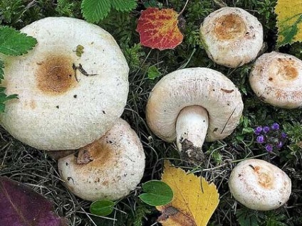 Este posibil să se prăjească ciuperci belyanka