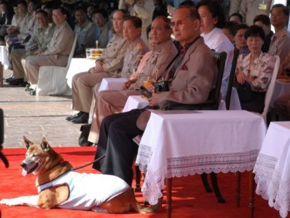 A férfi 37 év börtönbüntetéssel szembesül a thaiföldi király kutyájának megsértése miatt