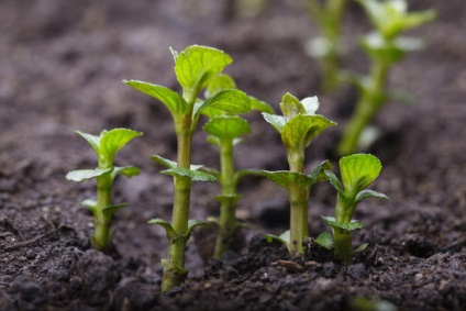 Monetărie - plantare, reproducere, îngrijire, tipuri de menta