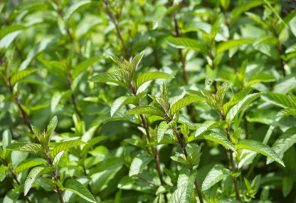 Monetărie - plantare, reproducere, îngrijire, tipuri de menta