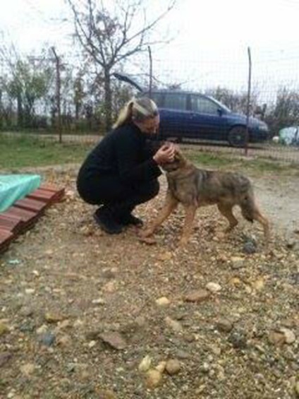 На гроба на собственика на кучето е скрил най-скъпият