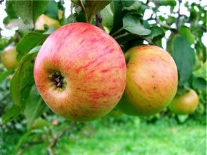 Nume și descrieri ale soiurilor de iarnă din mere