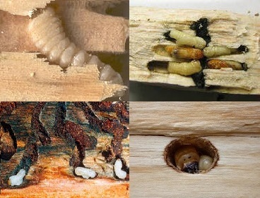Hátrányok a házak bármely fából készült anyagból