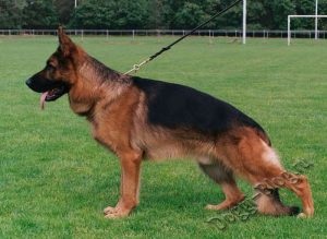German Shepherd câine standard de rasă
