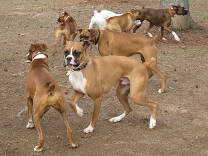 Boxerul german este un gardian curajos și un prieten devotat