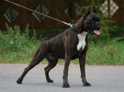 Boxerul german este un gardian curajos și un prieten devotat