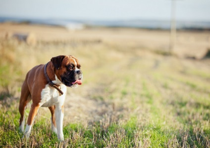 Boxerul german este un gardian curajos și un prieten devotat