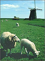 Hollandia (Hollandia)