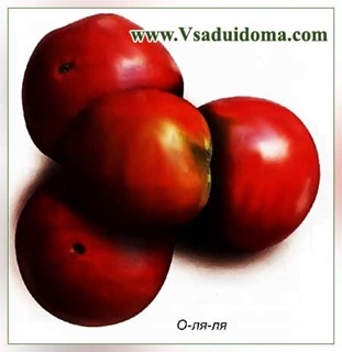 Semințe de roșii slab dezvoltate - preferate și delicioase, un loc despre o grădină, o reședință de vară și plante de apartament
