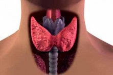 Norma glandei tiroide prin interpretarea cu ultrasunete a parametrilor, volumul normal