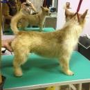 Norwich Terrier