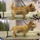 Norwich Terrier