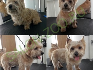 Norwich Terrier (tunsoare, tuns), coafura Norwich Terrier din Reutov