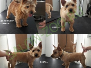 Norwich Terrier (tunsoare, tuns), coafura Norwich Terrier din Reutov