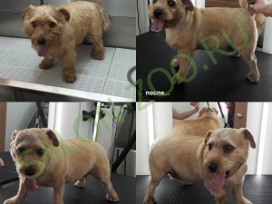 Norwich Terrier (tunsoare, tuns), coafura Norwich Terrier din Reutov