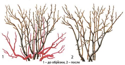 Despre întinerirea tufelor de coacăze, 6 hectare