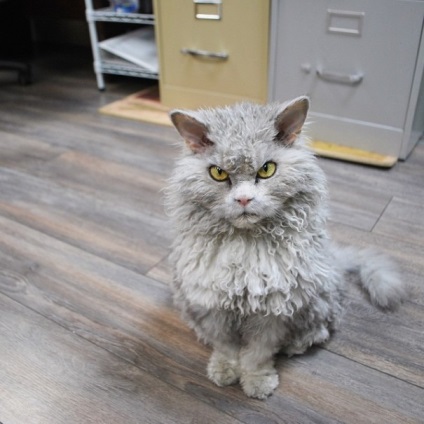 O pisică foarte nemulțumită care arată ca un miel