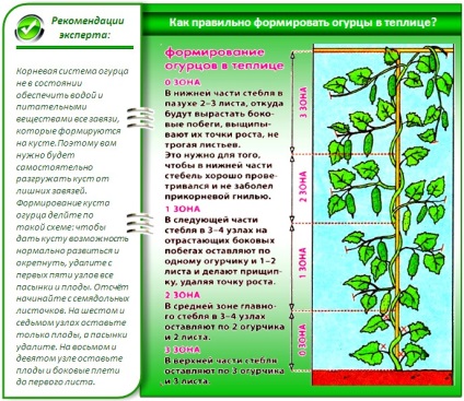 Castraveții din tehnologia de parsing a serelor cresc sfaturi de la fermierii de camioane