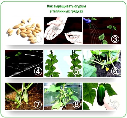 Castraveții din tehnologia de parsing a serelor cresc sfaturi de la fermierii de camioane