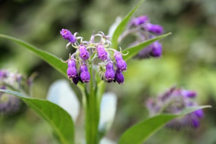 Comfrey - proprietăți utile, contraindicații ale ochiului de pește