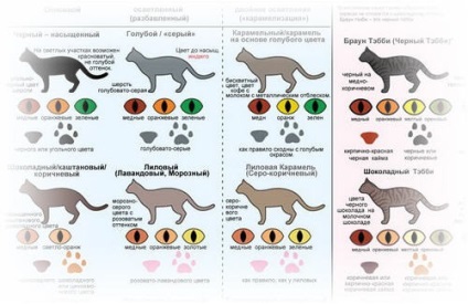 Atlas de culoare cat de toate culorile feline în rusă