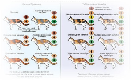 Atlas de culoare cat de toate culorile feline în rusă