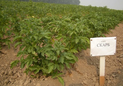 Descrierea și regulile de cultivare a unei varietăți de fotografii cu cartofi