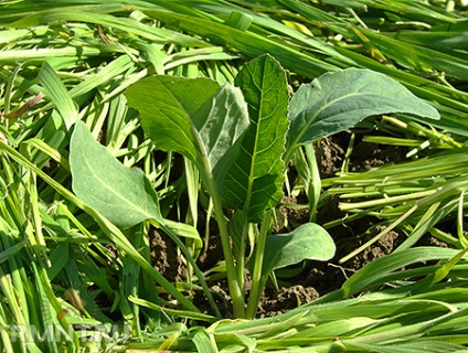 Agricultura ecologică