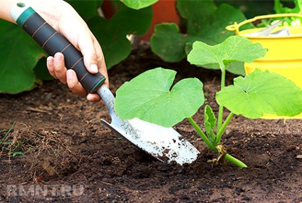 Agricultura ecologică