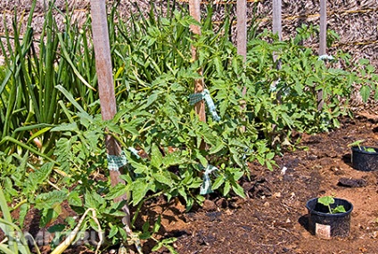 Agricultura ecologică