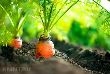 Agricultura ecologică