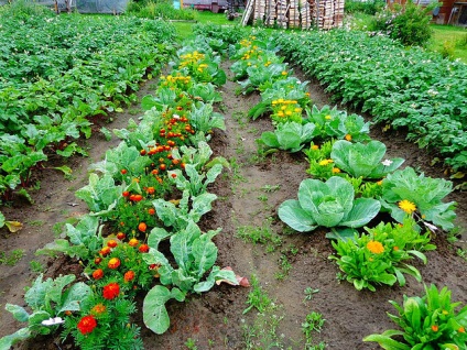 Agricultura ecologică din țară oferă sfaturi simple și eficiente