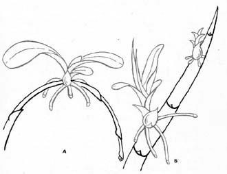 Orhideele reproducției vegetative, reproducerea orhideelor, diviziunea bucșei, specimene viabile,