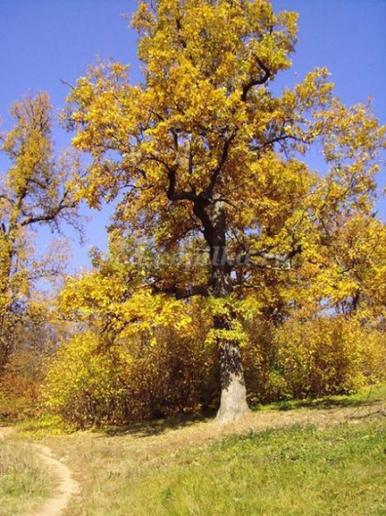 Toamna de guașă de stejar în etape