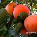 Înmulțire de toamnă a pomilor fructiferi, agricultură subsidiară