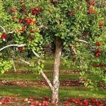 Înmulțire de toamnă a pomilor fructiferi, agricultură subsidiară