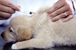 Komplikációk kutyákkal, injekcióval