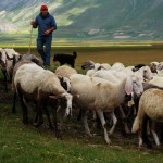 Principalele regiuni rusești de creștere a oilor, afaceri agricole
