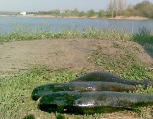 Jellemzője ezüst ponty és cupid 