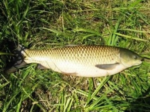 Jellemzője ezüst ponty és cupid 