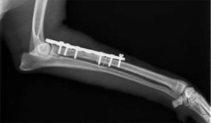 Osteosintezis - a gazdálkodó meghatározása, folyamata, a mûtét utáni cselekvései, az Akella állatorvosi klinikája (utána) Osteosintezis - a gazdálkodó meghatározása, folyamata, a mûtét utáni cselekvései, az Akella vetõorvosi rendszere